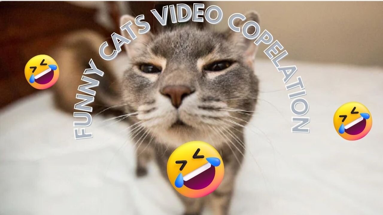 Cats Being Cats: Funniest Moments Compilation! 😹