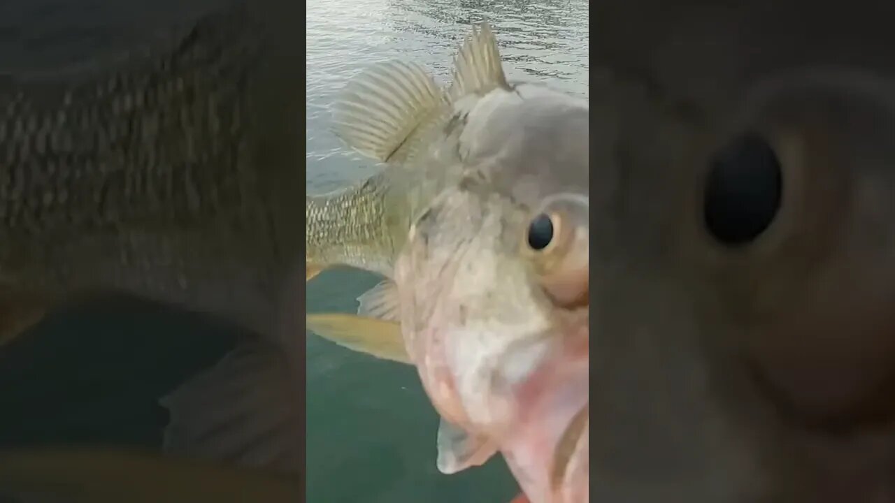 If you bring a deep fish up too fast this happens!!!...