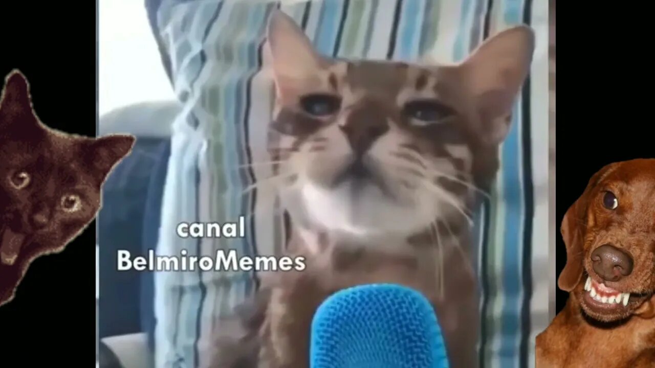 TENTE NÃO RIR - ALGUÉM SEGURA ESSE GATO COM FOME 😂 - MELHORES DUBLAGENS DE ANIMAIS