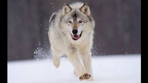 One of the most beautiful animals is wolves