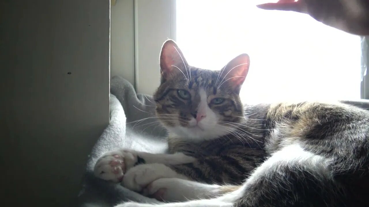 Kitten Caught a Cold