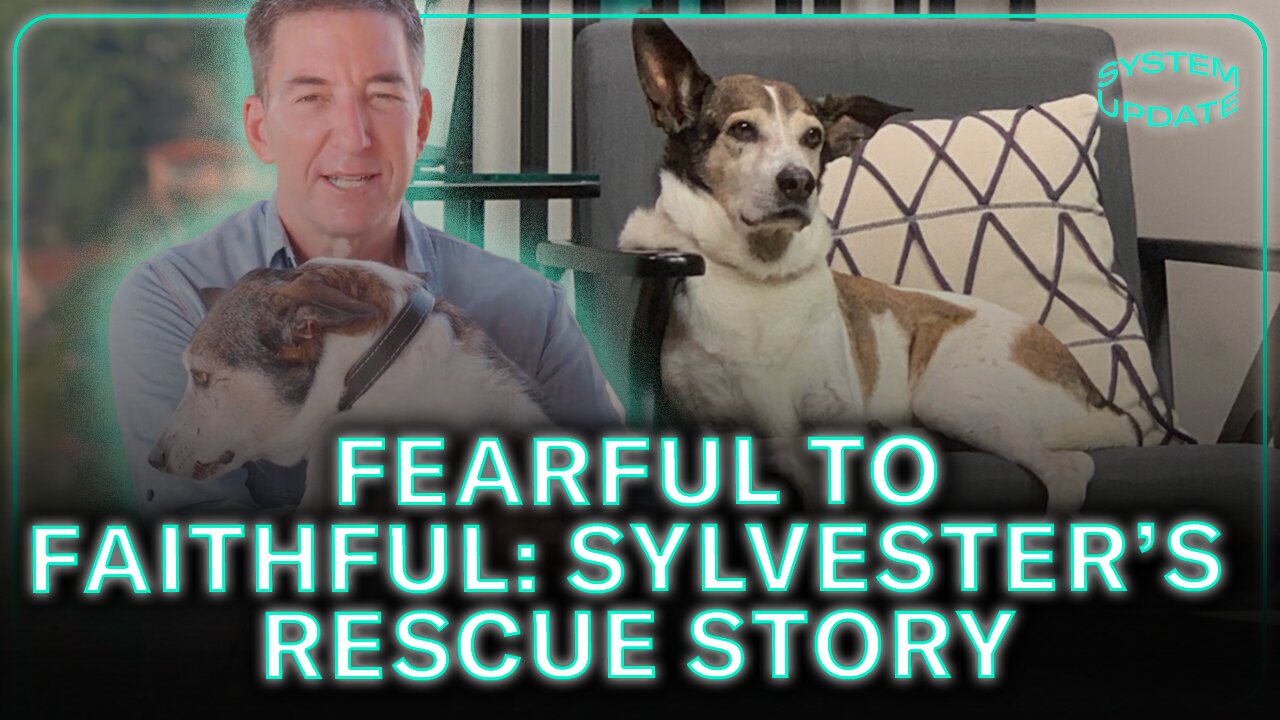 How This Dog Went From Fearful To Faithful: System Pupdate Rescue Stories Premiere