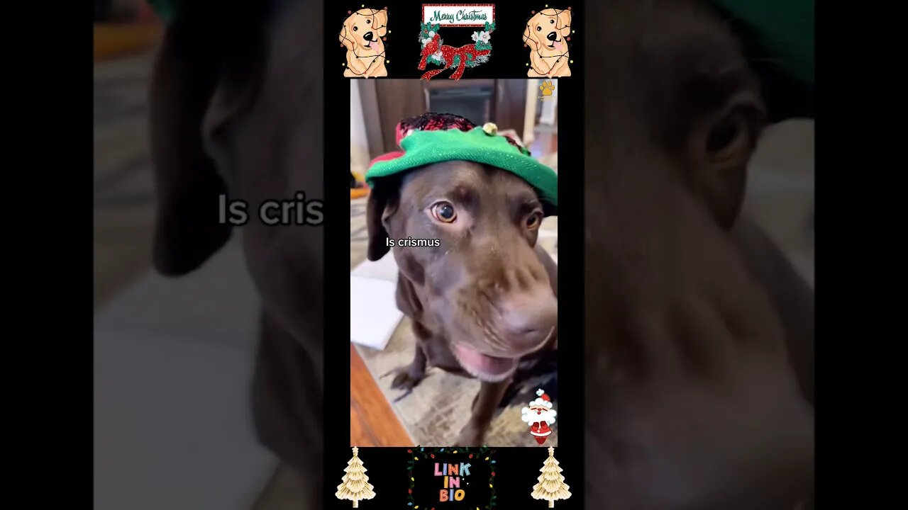 775_🎄🐶🎄[#Christmas #Special]#Top #Funny #Labrador #Retriever|#Labrador #Retriever|Passionate Animals