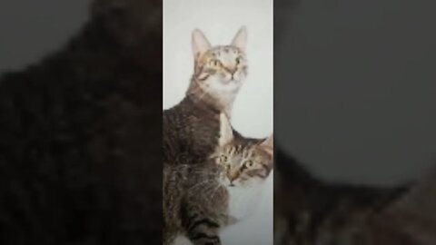 cats standing up listening sound