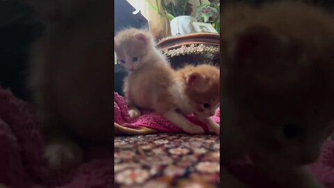 Cutest kittens 😻