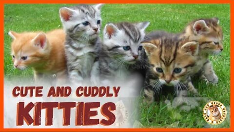 OMG! The Cutest and Most Cuddly Kitties 😻