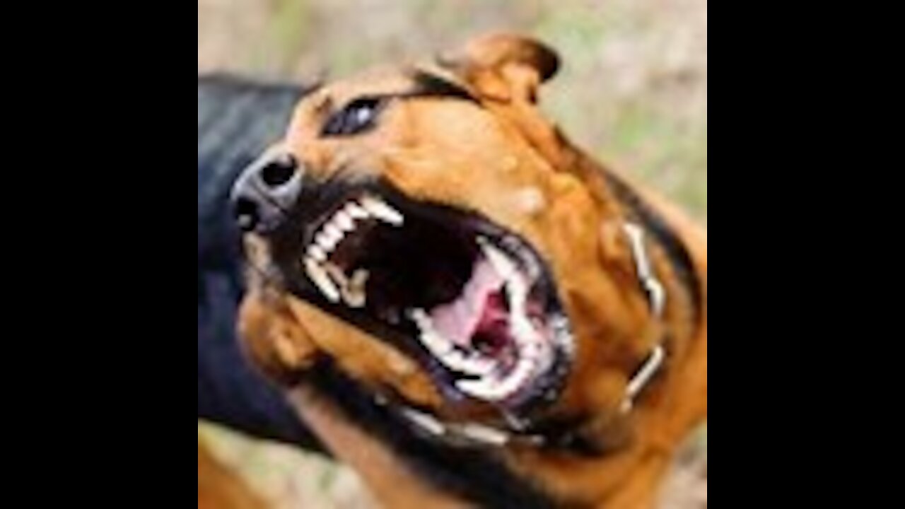 How To Make Dog Become Fully Aggressive faster With Few Simple Tips