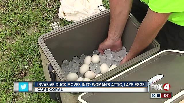 Invasive duck species living in Cape Coral attic