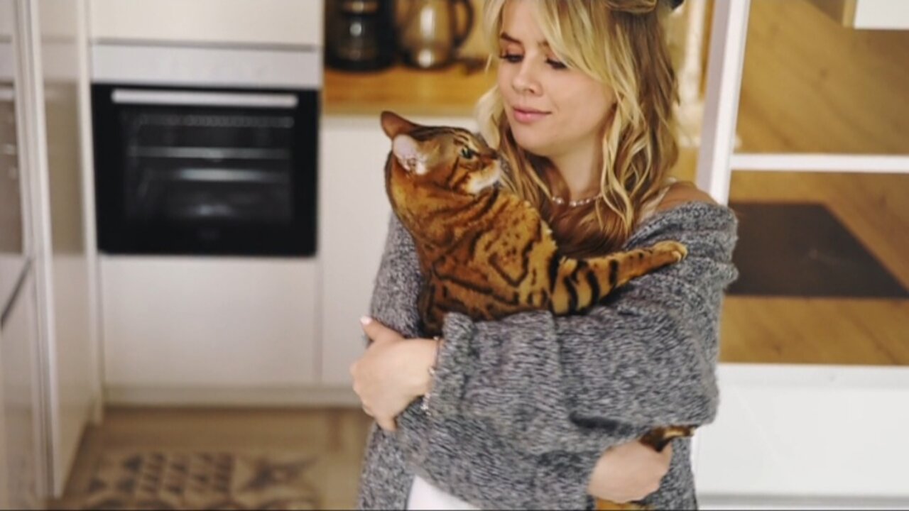 Funny Cats and Kittens Meowing Compilation. Baby Cats - Cute and Funny Cat Videos Compilation