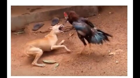 Chicken vs dog