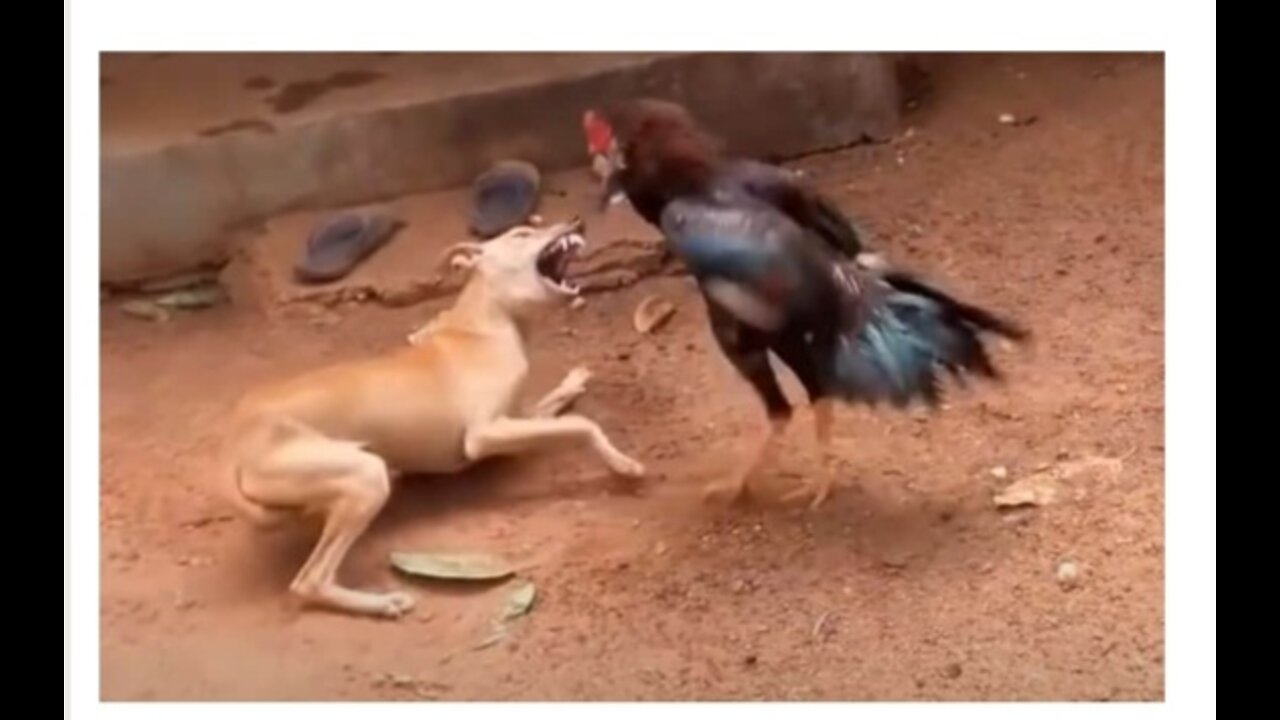 Chicken vs dog