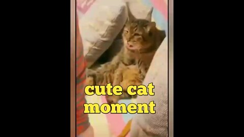 Funny videos |cute cat moment