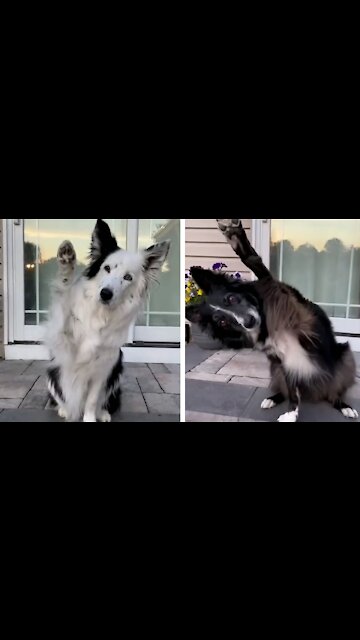 Dogs Greeting Each Other