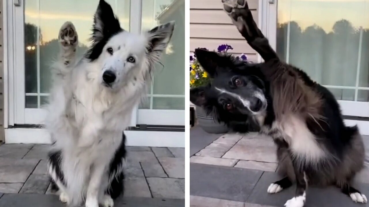 Dogs Greeting Each Other