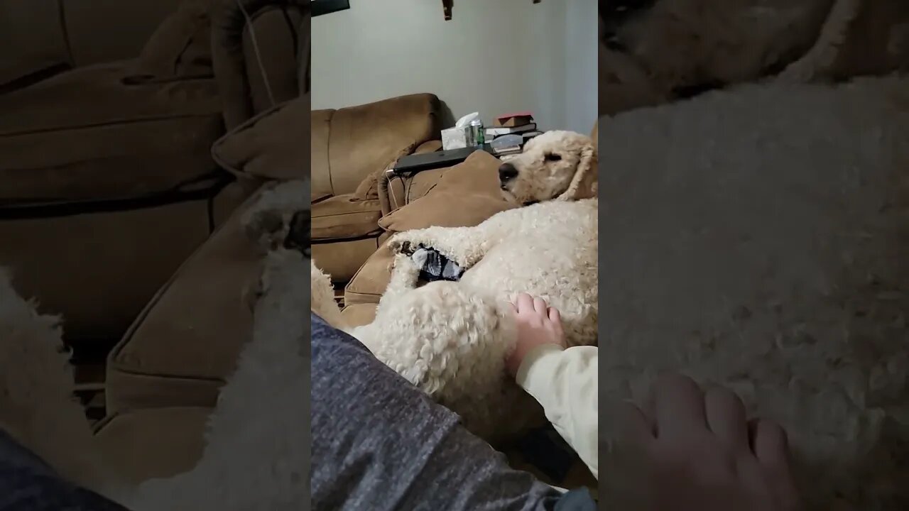 Buddy is special ❤️