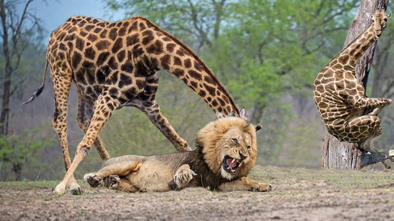 Wildlife Giraffe Kick Five Lion To Save Baby - Power of LION In The Animal World But FAIL