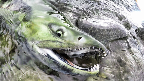 Chum Salmon Fishing (River Tigers)