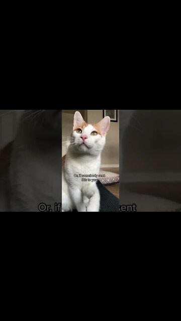 1Min Animal World #dogs #cats #pet