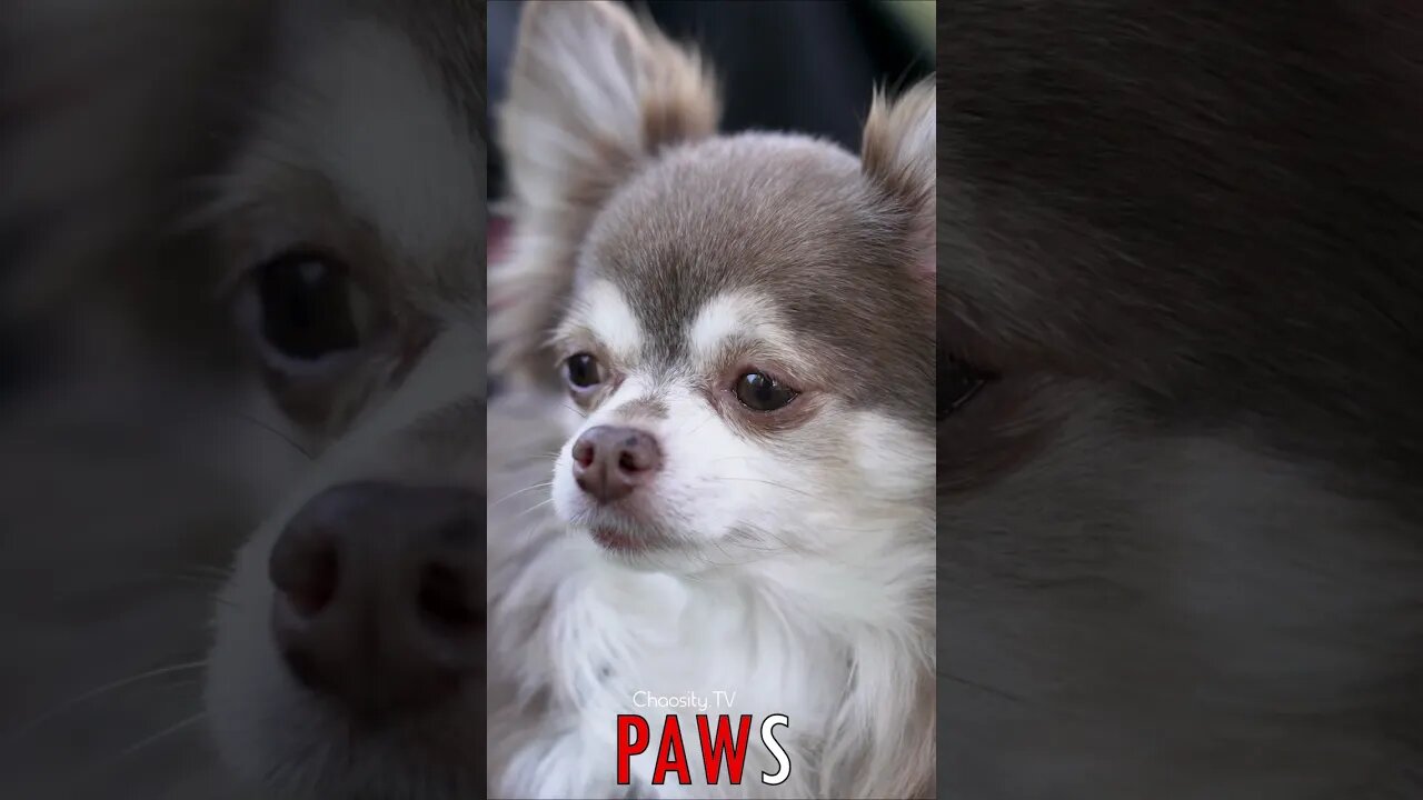 🐶 #PAWS - Weary Paws: Tired Chihuahua's Quest for Rest 🐾