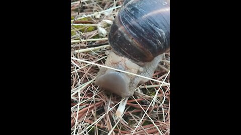 Snail Olympics High Jump