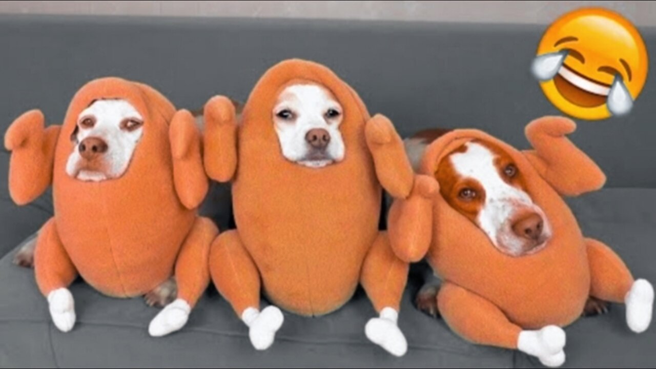 Funny pets videos ππ