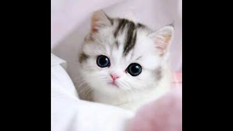 cute cat