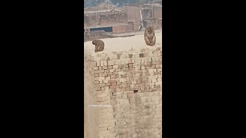 monkey🐒🐒 #funny #comedy#viral #trending #monkey #shorts #yt