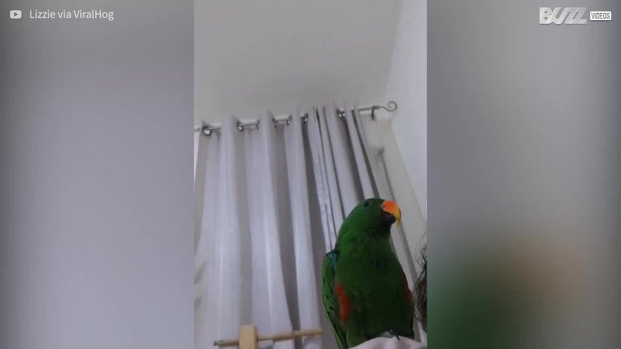 Pappagallo canta una canzone de 'Il re leone'