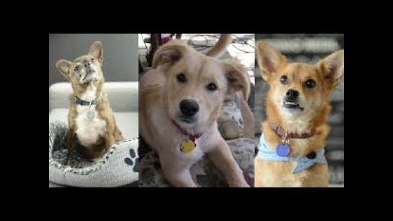 OMG THE FUNNIEST DOGS EVER 2021 - Cute Dogs - Funny Pets