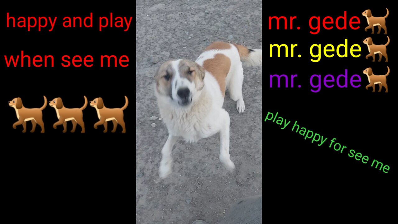 Dog play with me