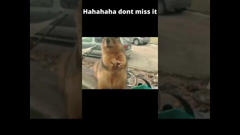 Hahahaha dont miss it