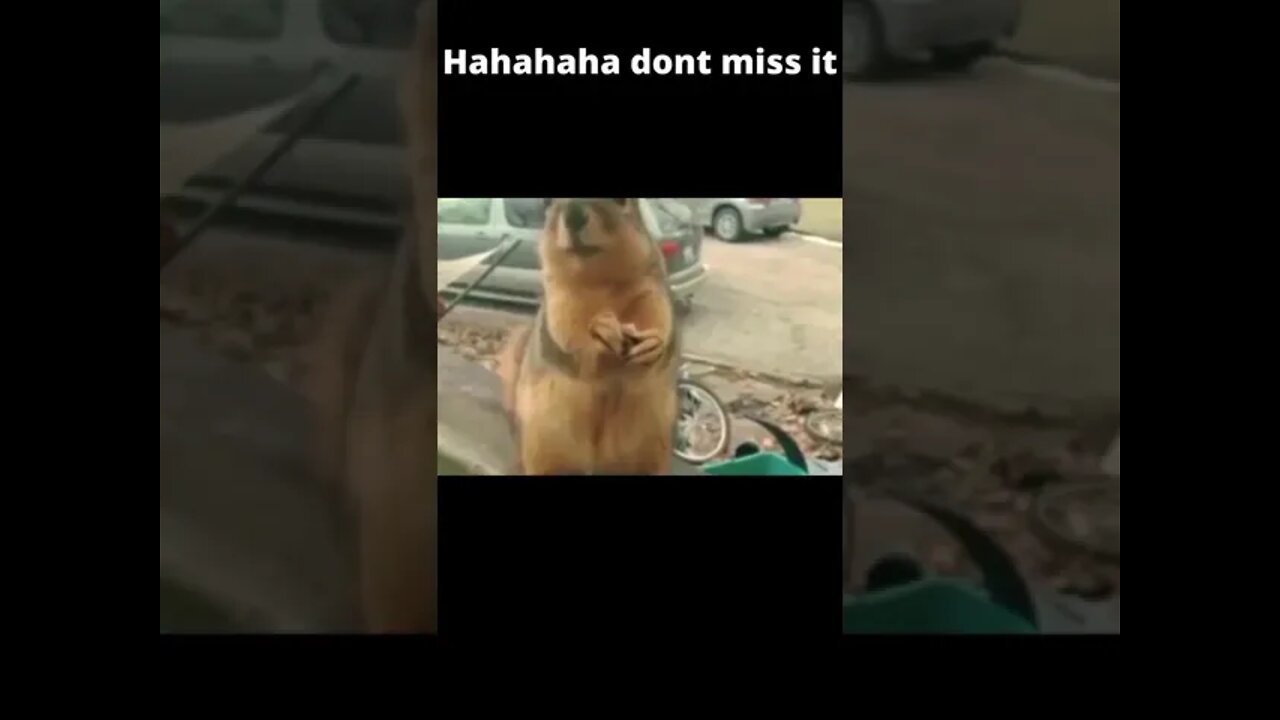 Hahahaha dont miss it