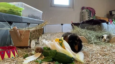 My Guinea pigs enjoying some well deserved treats