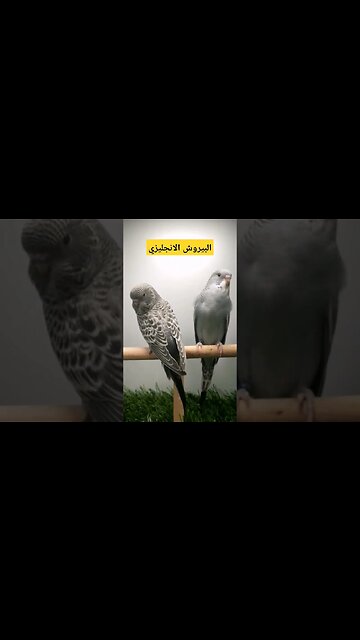 البيروش الانجليزي