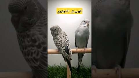 البيروش الانجليزي