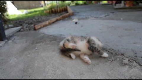 How to make cats run out of batteries