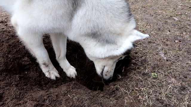 HUSKY WANTS TO PLAY WITH CHIPMUNK