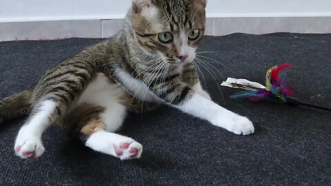 Cat Is Resting after Playing