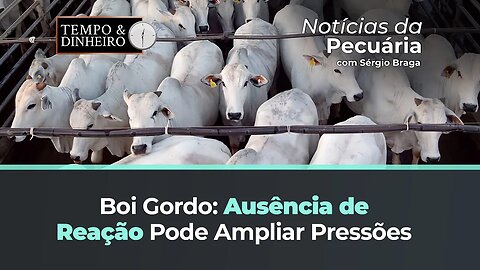 Boi gordo sem reação deve ser ainda mais pressionado.
