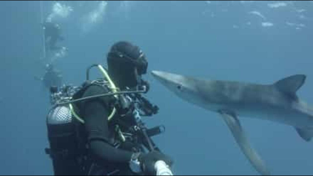 Un plongeur embrasse un requin aux Açores