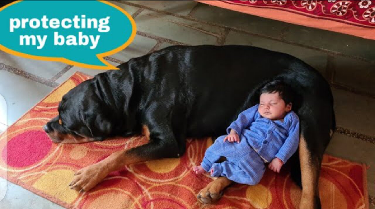 Funny babies laughing hystericall at dogs compilation