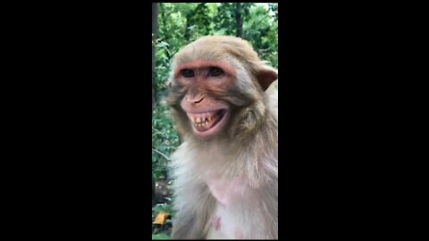 Funny monkey