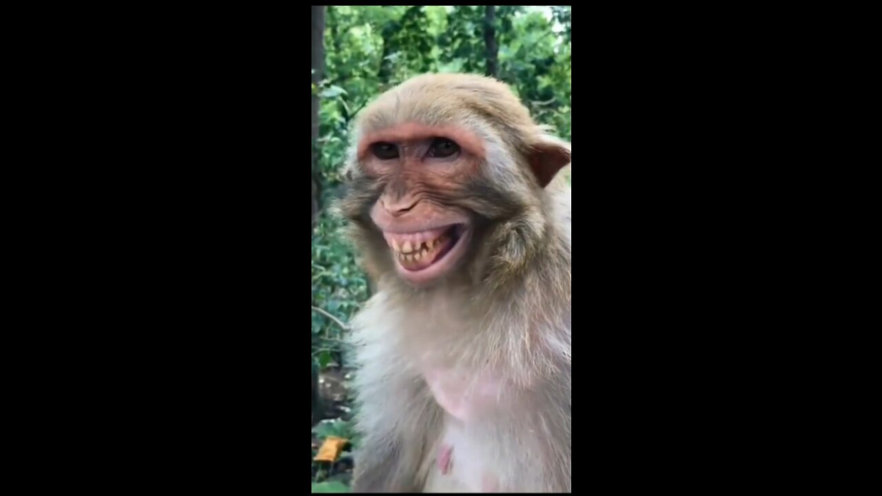 Funny monkey