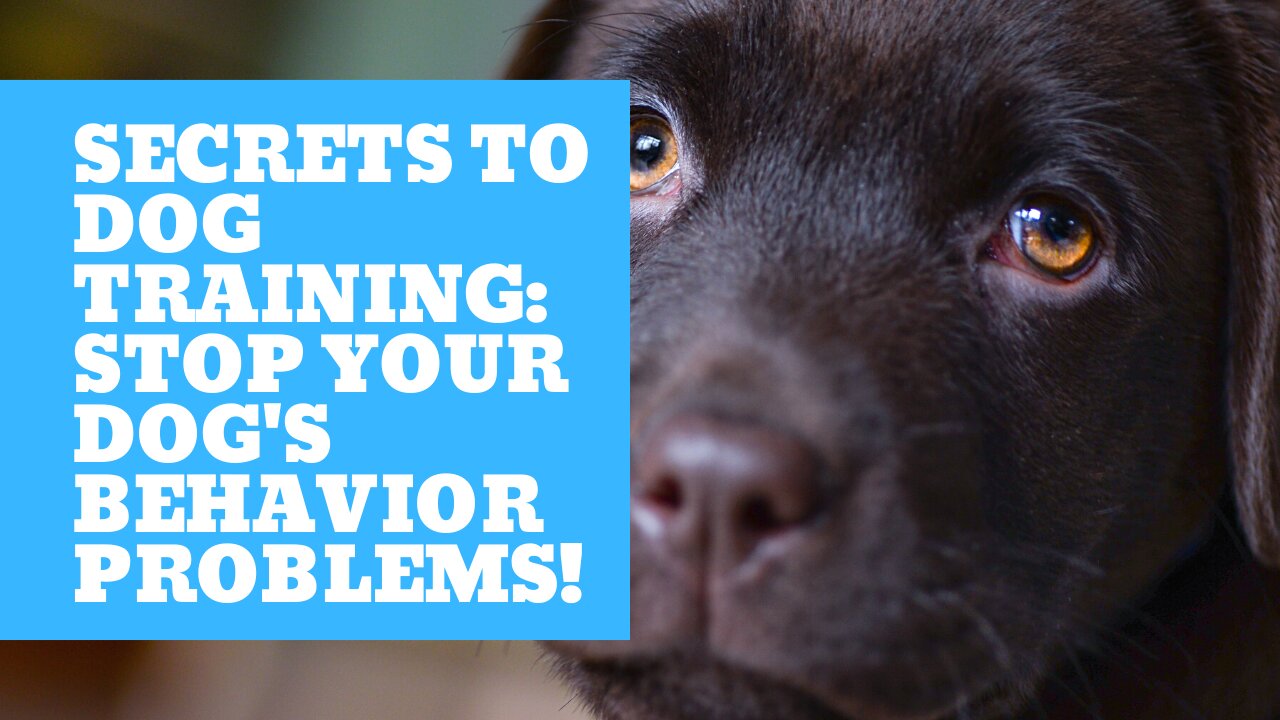 Secrets To Dog Training: Stop Your Dog's Behavior Problems!