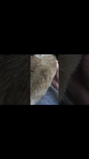 kitty bliss is high on love #cat