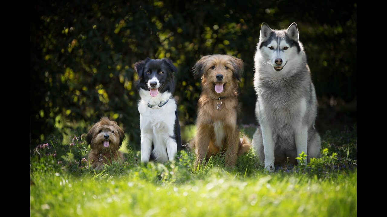 Family Dogs Learn to Use Ring Video Doorbell to Get Owner’s Attention | RingTV