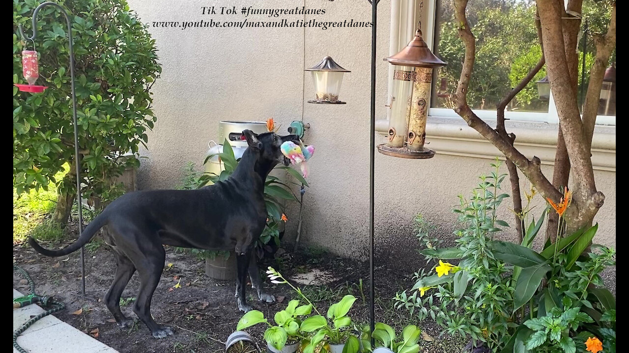 Funny Great Dane Goes On Squirrel Patrol With Her Stuffed Toy