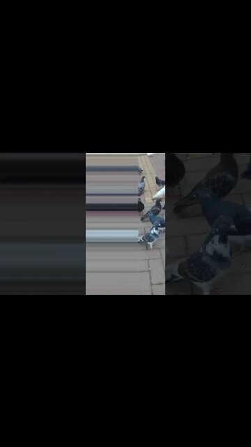 os pombos na praca pt8 #shorts