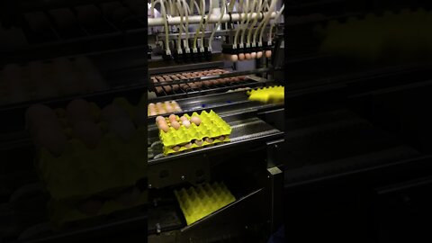 Egg Production