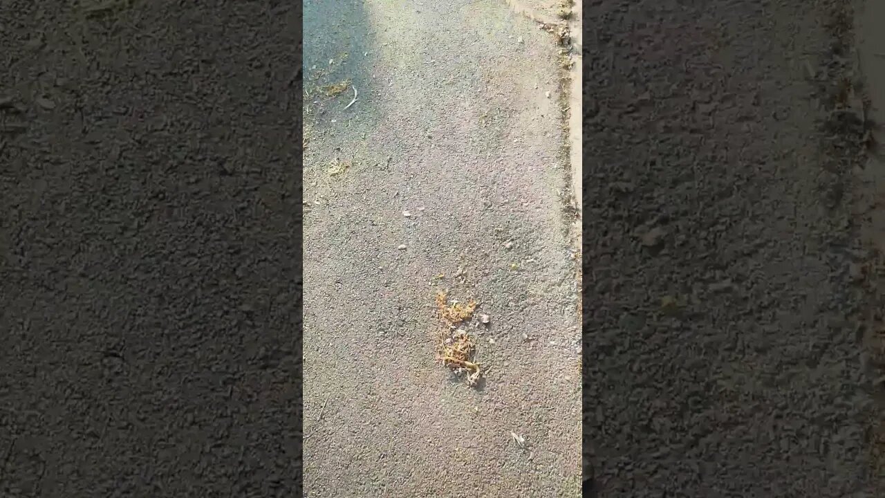 discurso do lula 🐙 mostra que o ódio e a censura venceram no Brasil... ditadura esquerdista em curso